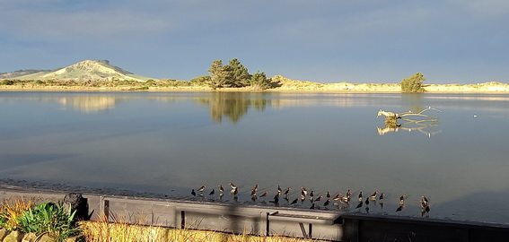 morning view with pied stilts, oyster catchers, godwits